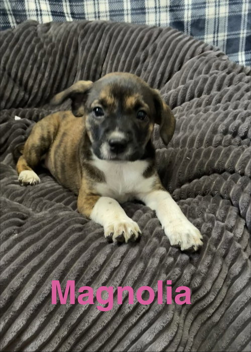 Magnolia, an adoptable Terrier in Topeka, KS