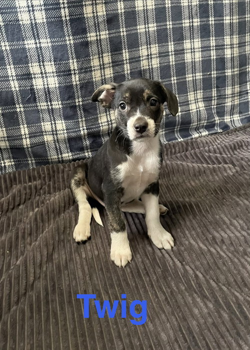 Twig, an adoptable Terrier in Topeka, KS