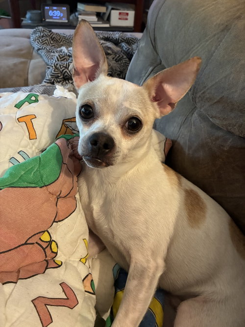 Bill-E, an adoptable Chihuahua in Topeka, KS