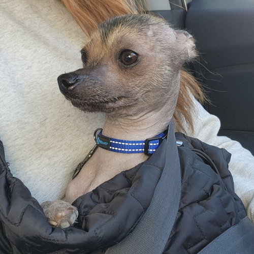 Cricket, an adoptable Chinese Crested-Hairless in Topeka, KS