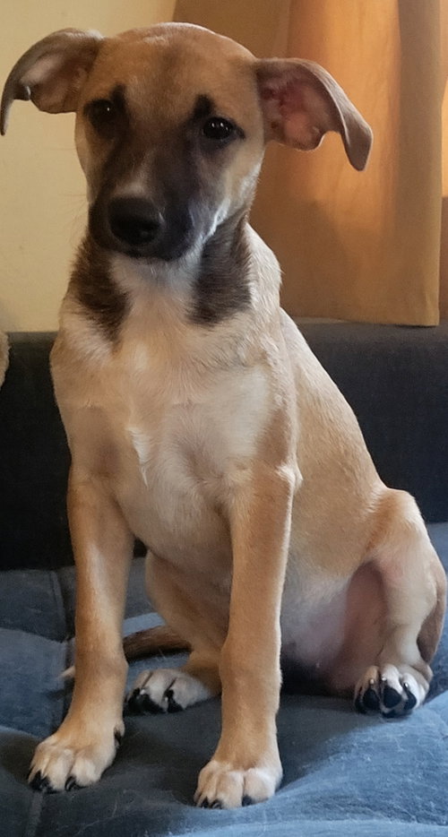 Stella, an adoptable Unknown breed in Topeka, KS