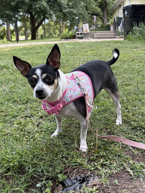 Disney, an adoptable Rat Terrier in Topeka, KS