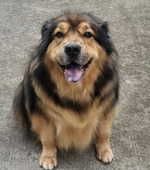 Maya, an adoptable German Shepherd Dog in Topeka, KS