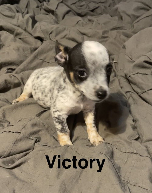 Victory, an adoptable Australian Cattle Dog in Topeka, KS