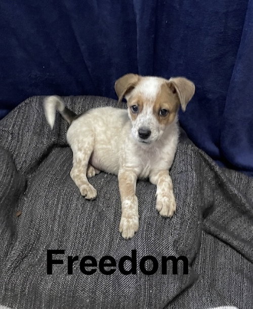 Freedom, an adoptable Australian Cattle Dog in Topeka, KS
