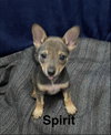 Spirit