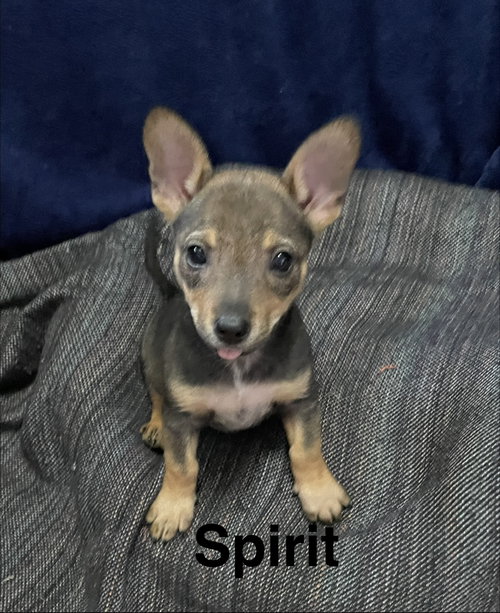 Spirit, an adoptable Australian Cattle Dog in Topeka, KS