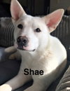 Shae