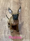 Praline