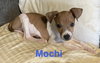 Mochi