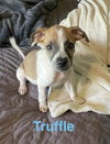 Truffle