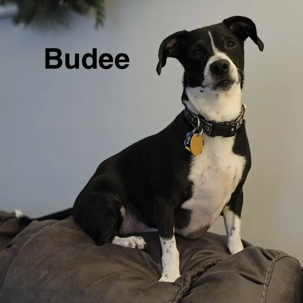 Budee - Dachshund