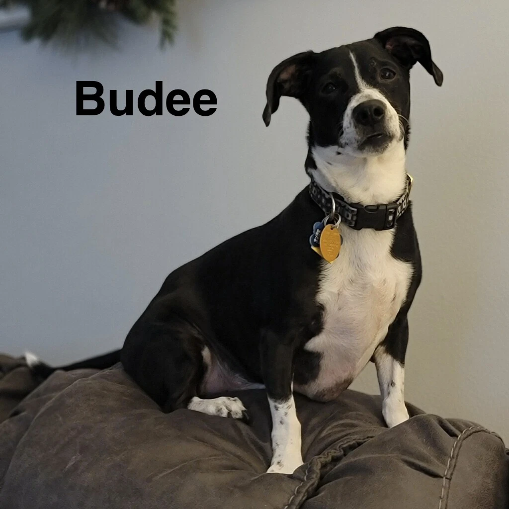 Budee