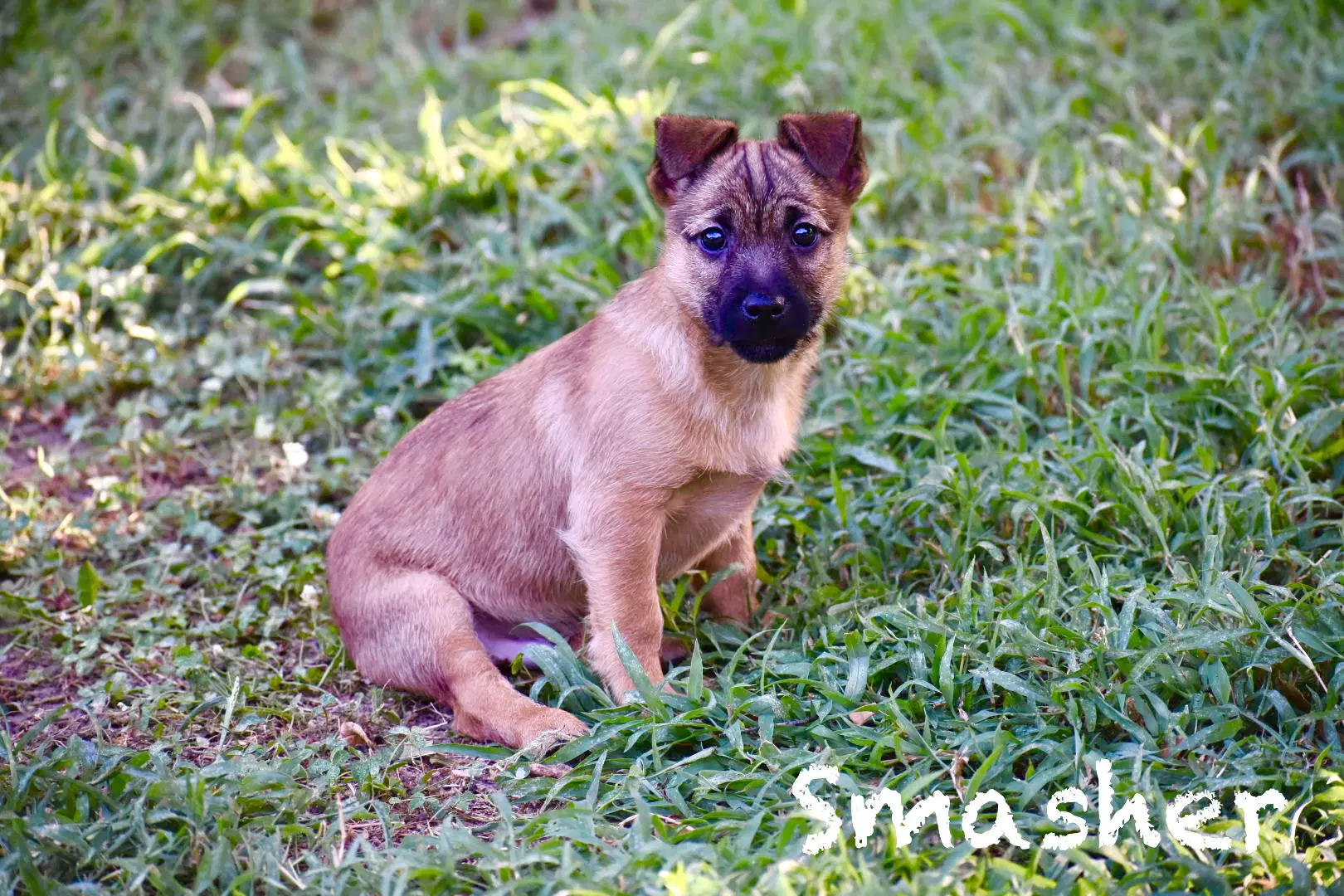 Smasher - Corgi
