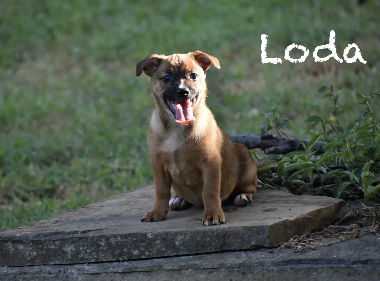 Loda - Corgi