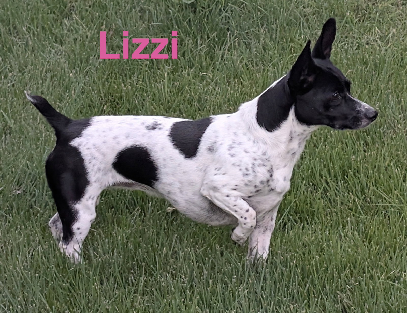 Lizzi, Terrier