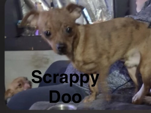 Scrappy Doo, a dog for adoption from Saving Death Row Dogs