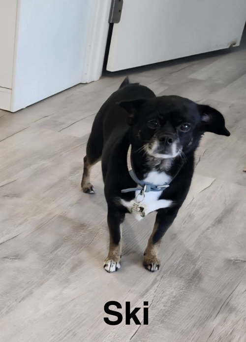 Ski, a dog for adoption from Saving Death Row Dogs