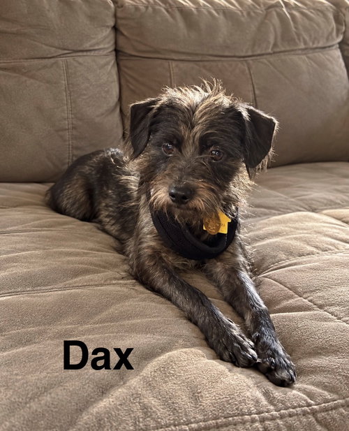 Dax, a dog for adoption from Saving Death Row Dogs