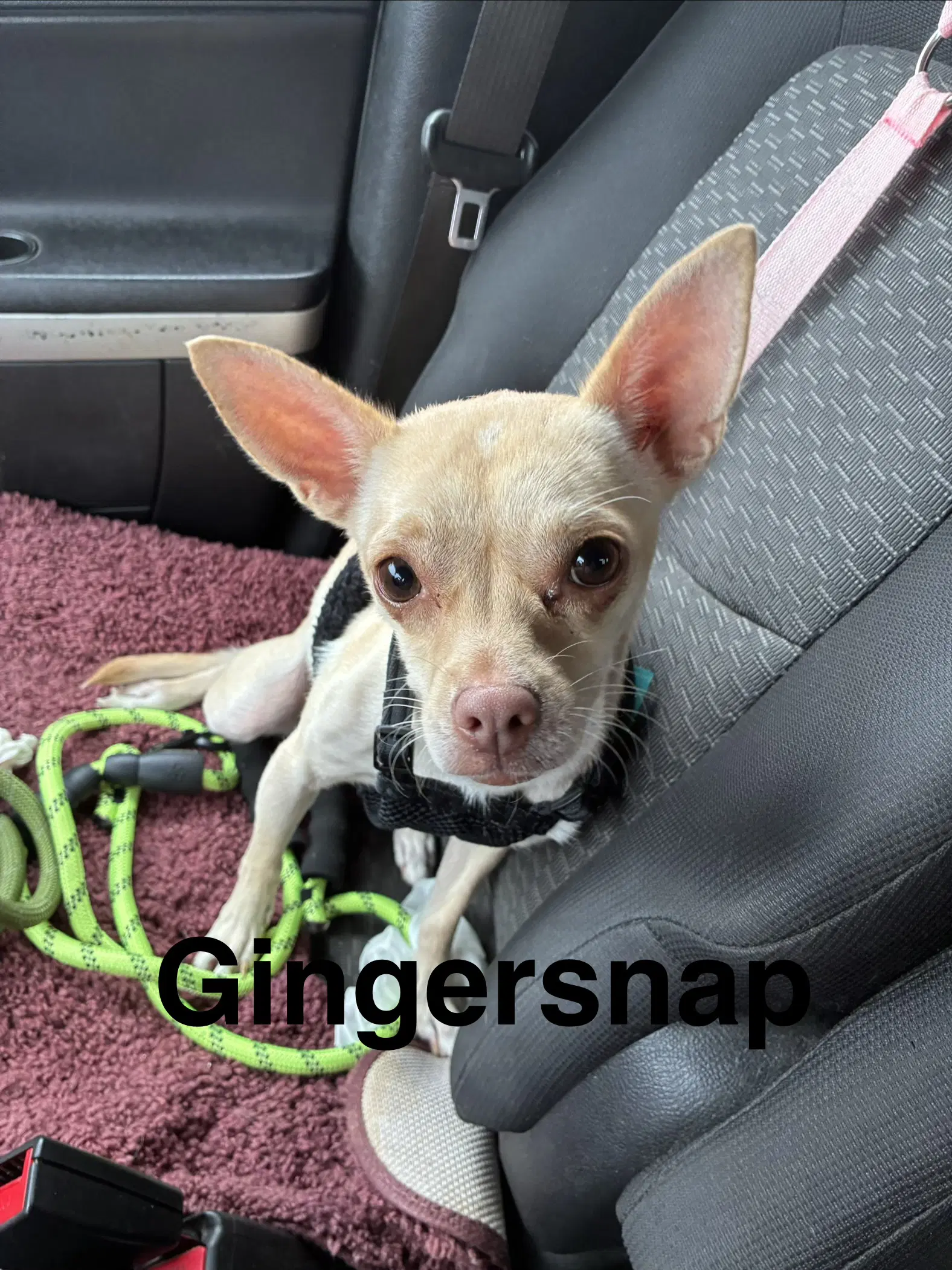 Gingersnap - Chihuahua