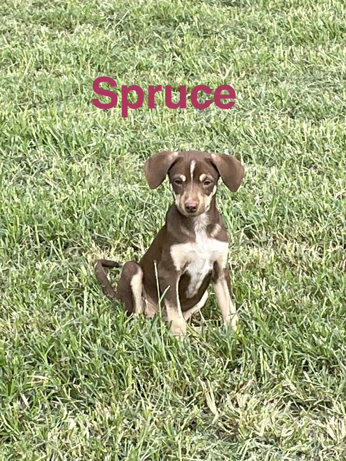 Spruce - Hound
