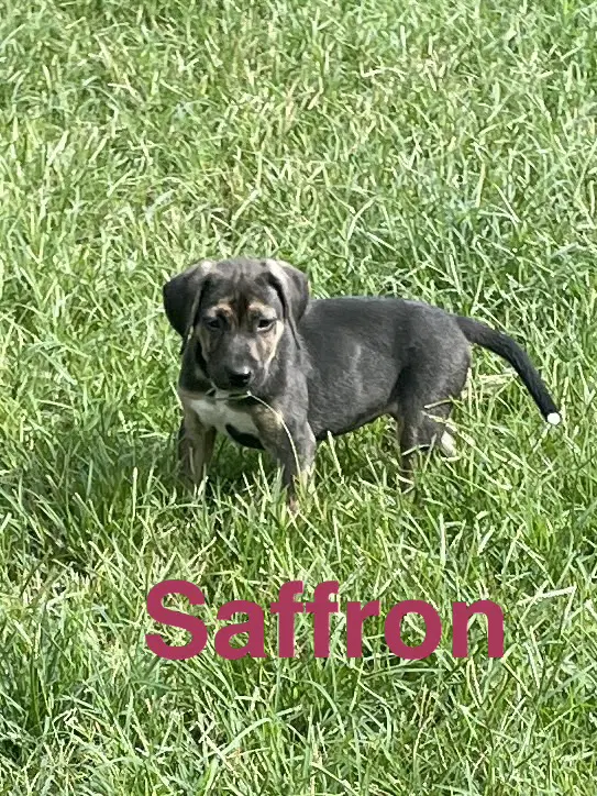 Saffron - Unknown