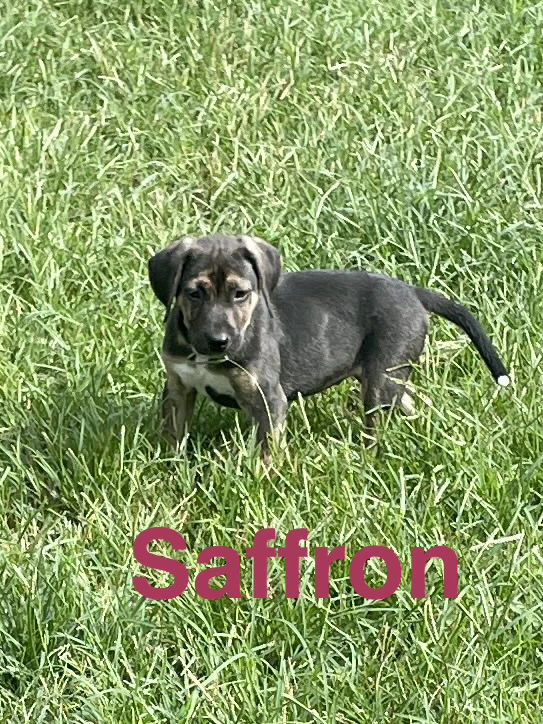Saffron
