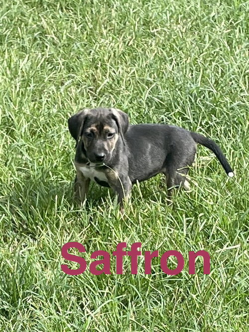 Saffron, a dog for adoption from Saving Death Row Dogs