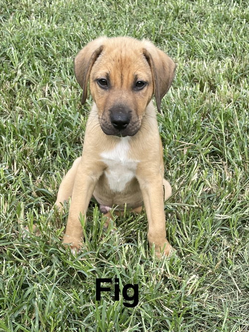Fig, a dog for adoption from Saving Death Row Dogs