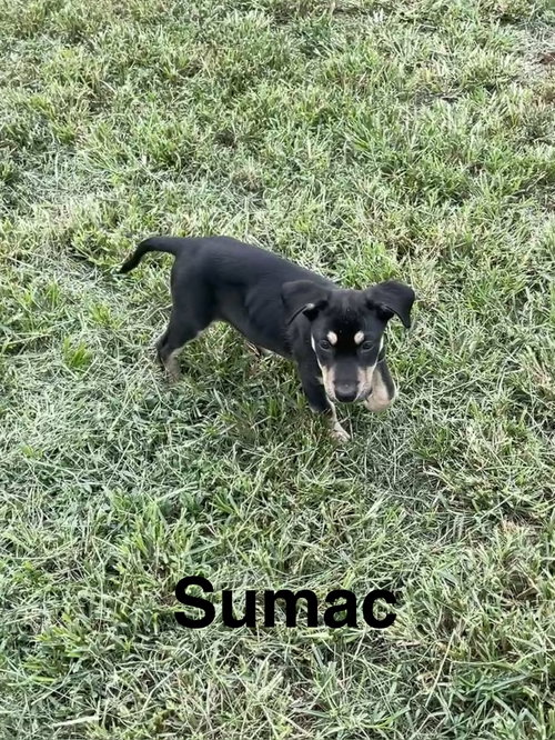 Sumac, a dog for adoption from Saving Death Row Dogs