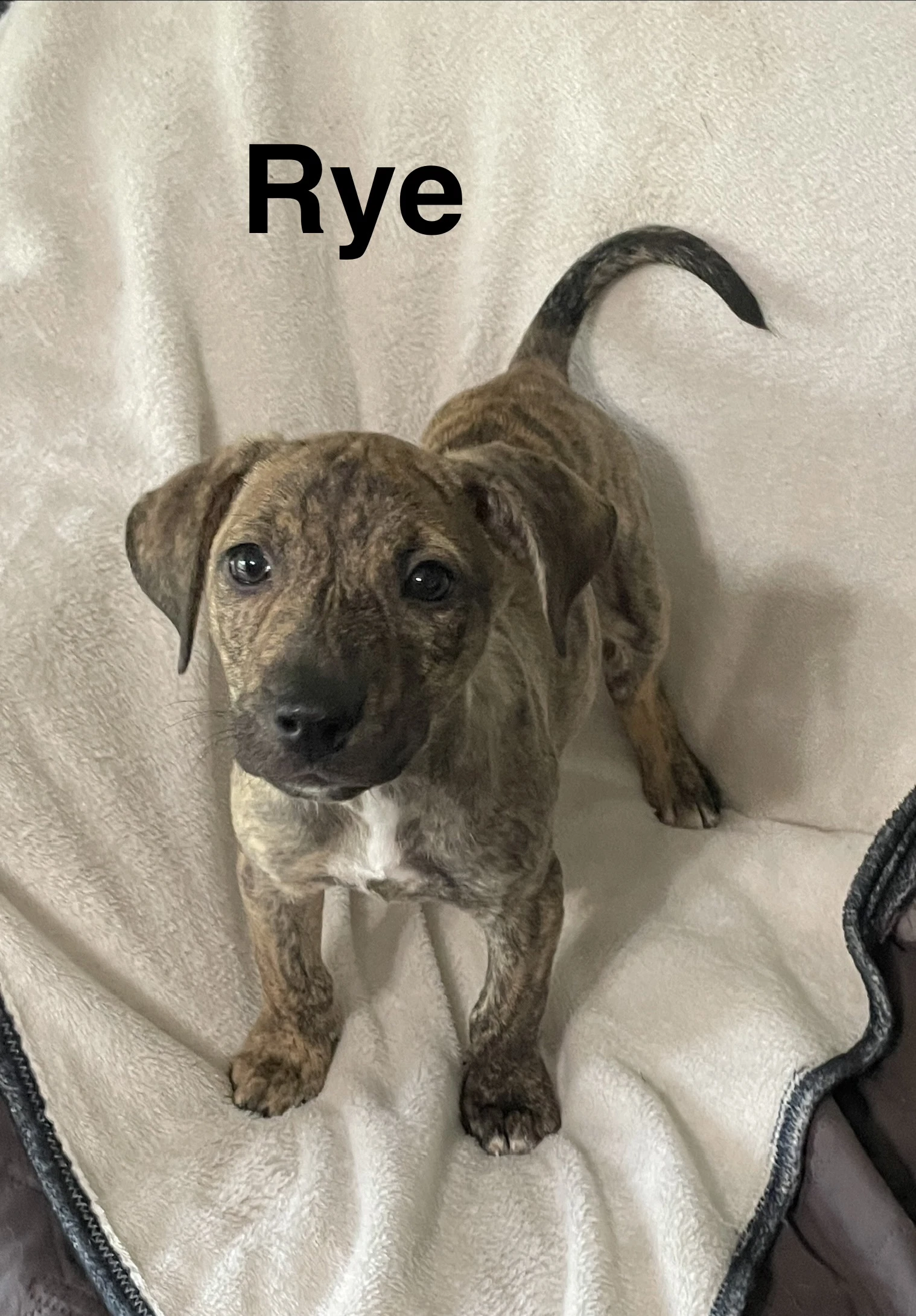 Rye