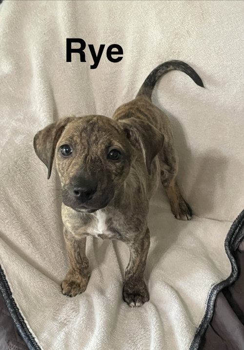 Rye, a dog for adoption from Saving Death Row Dogs