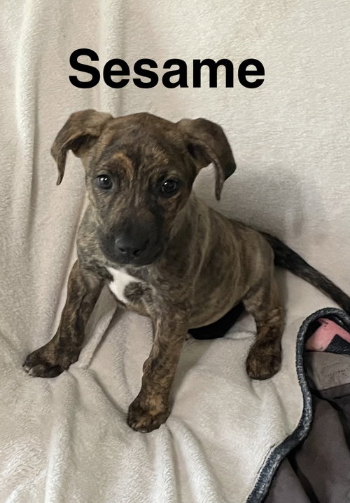 Sesame, a dog for adoption from Saving Death Row Dogs