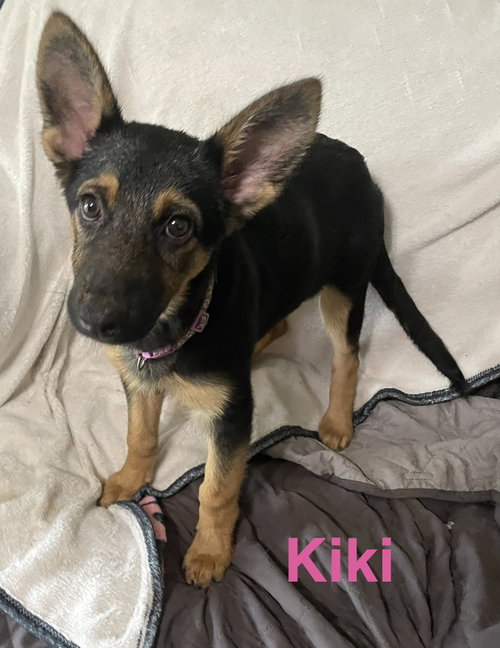 Kiki, a dog for adoption from Saving Death Row Dogs