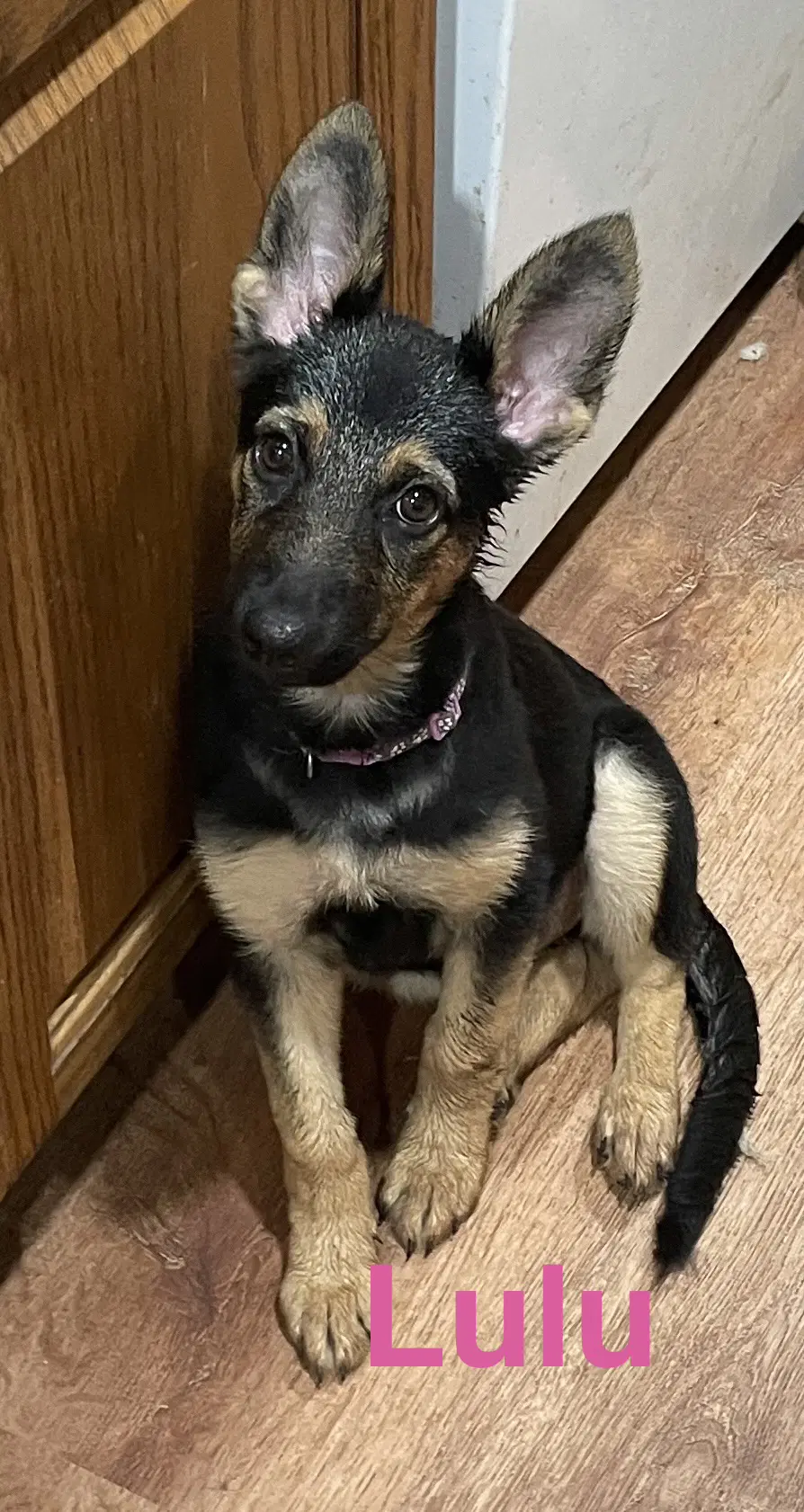 Lulu - German Shepherd Dog