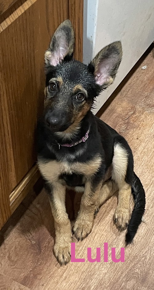 Lulu, a dog for adoption from Saving Death Row Dogs