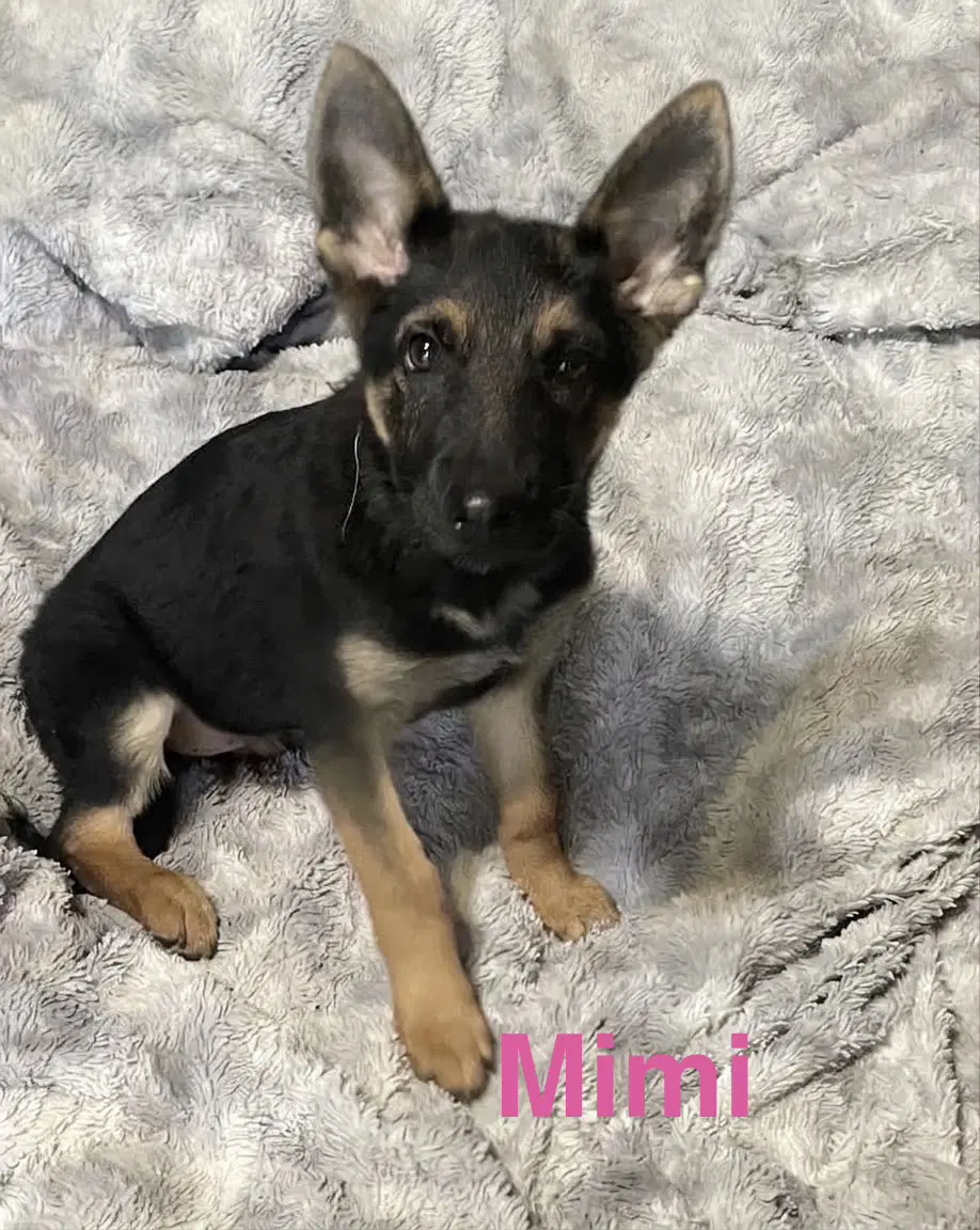 Mimi - German Shepherd Dog
