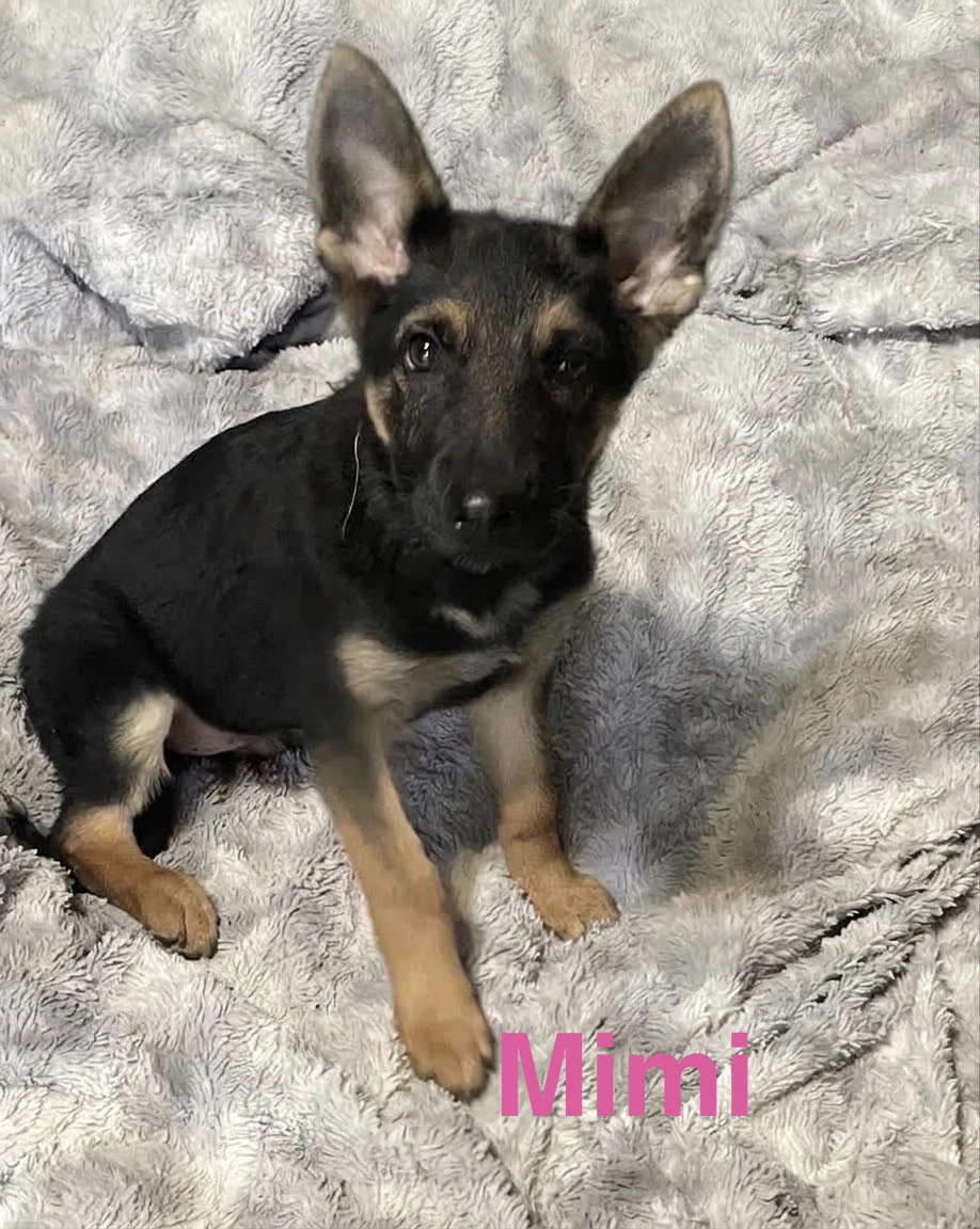 Mimi