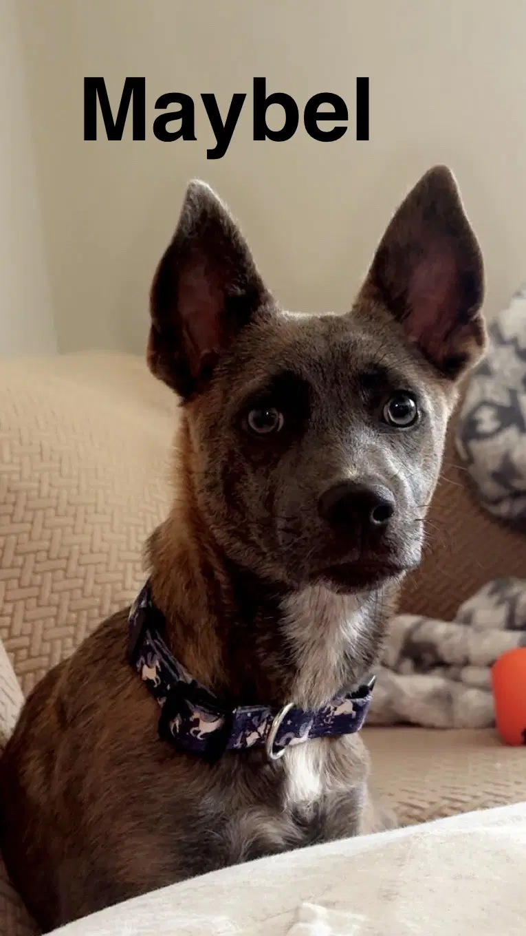 Maybel - Dutch Shepherd