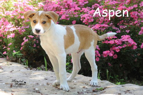 Aspen