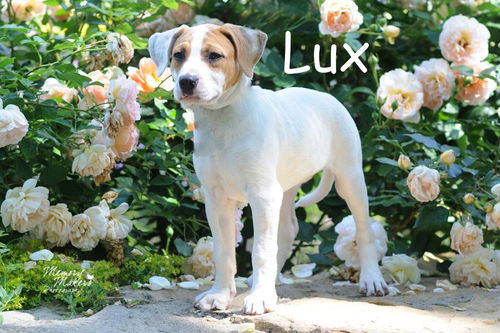Lux