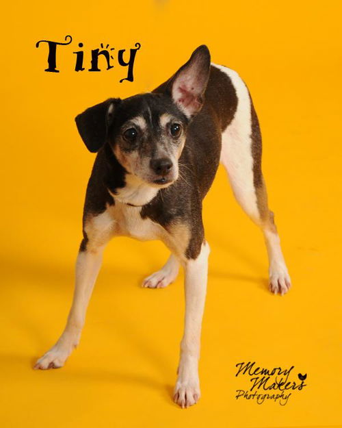 Tiny