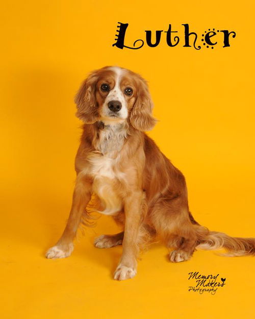 Luther