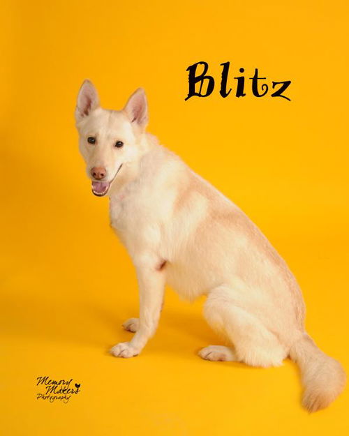 Blitz