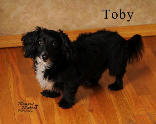 Toby