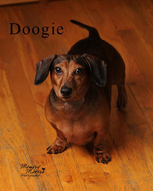 Doogie