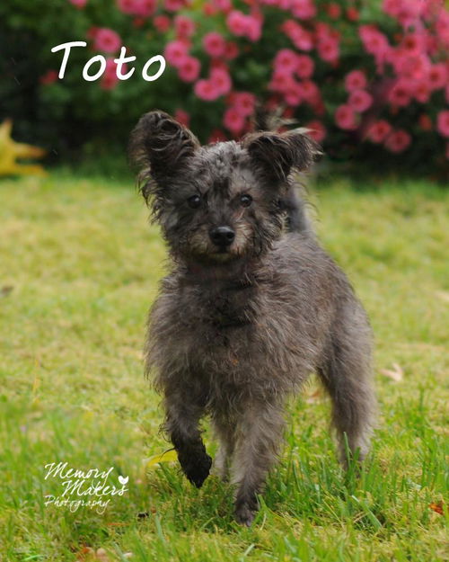 Toto