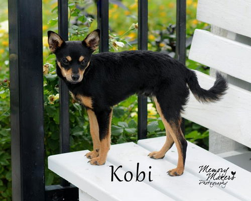 Kobi