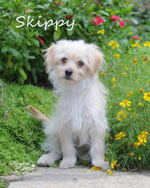 Skippy