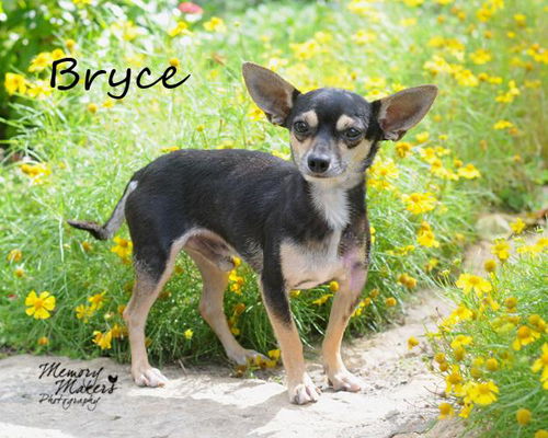 Bryce
